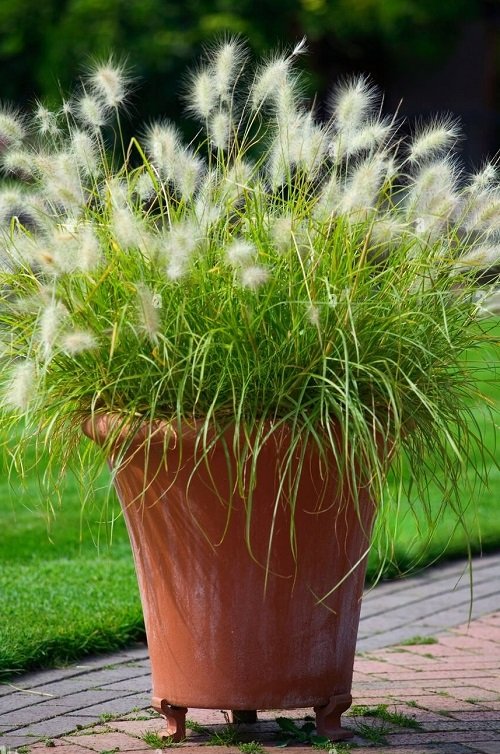 Dwarf Fountain Grass Varieties 15