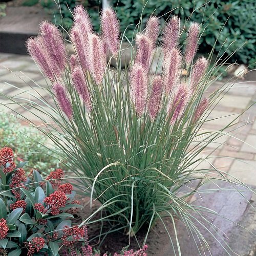 Dwarf Fountain Grass Varieties 9