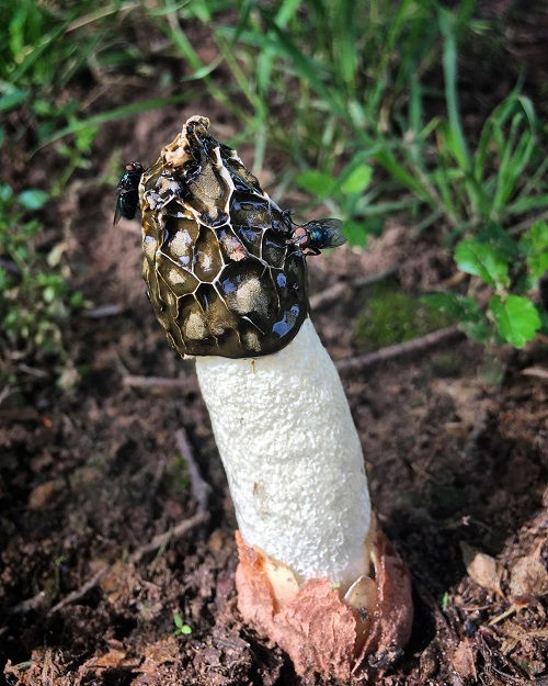 best Mushrooms that Look Like a Penis