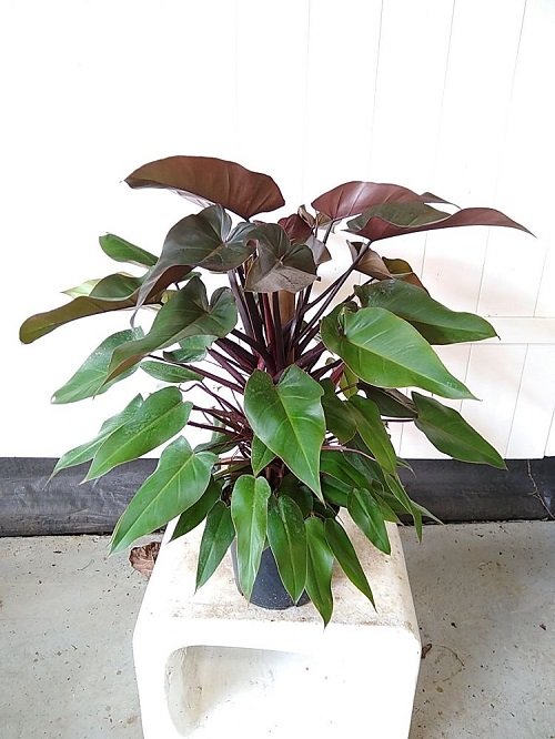 Philodendron Bloody Mary 3