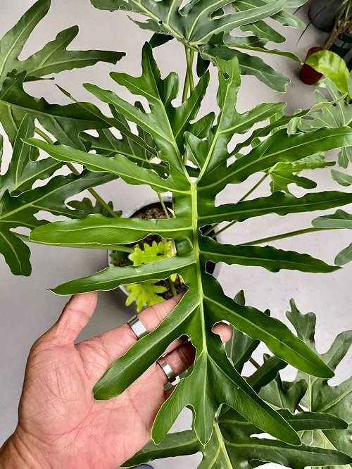 Large Leaf Philodendron Varieties 1