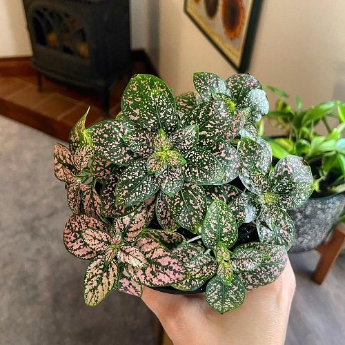 Indoor Plants That Can Change Color 3