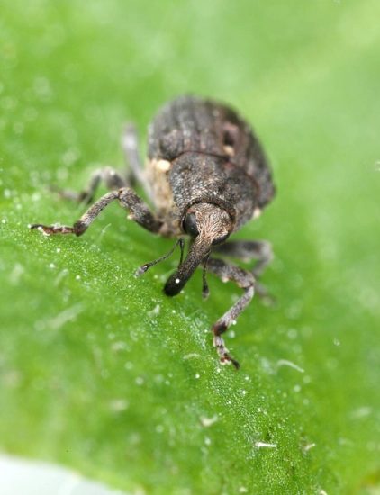 17 Tiny Black Bugs That Look Like Poppy Seeds