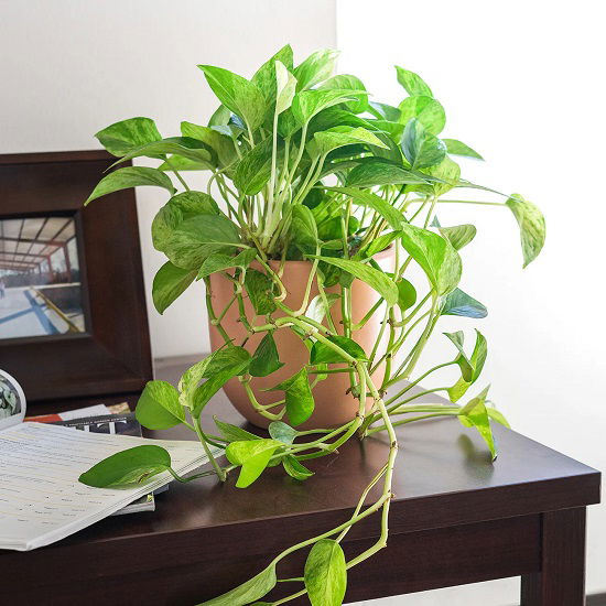 Fast Growing Indoor Plants