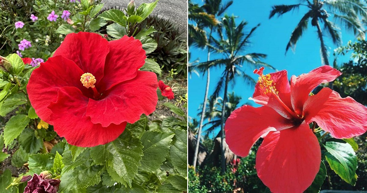 Puerto Rico National Flower Facts