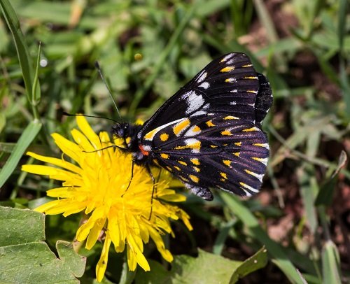 Black and Yellow Butterfly 25