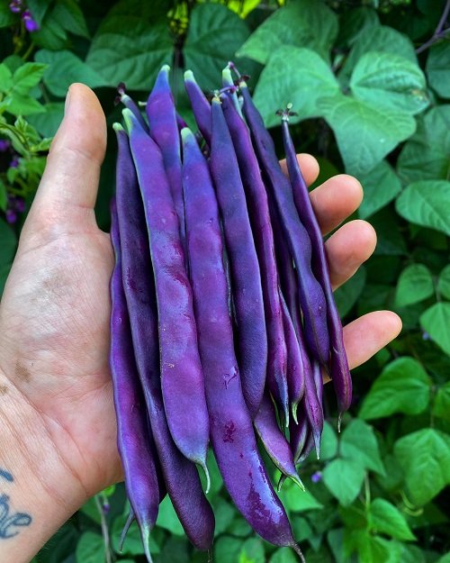 Purple Beans 14