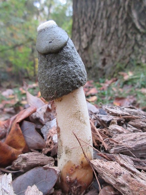 Mushrooms that Look Like a Penis 3