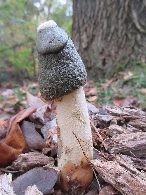 Mushrooms that Look Like a Penis in garden