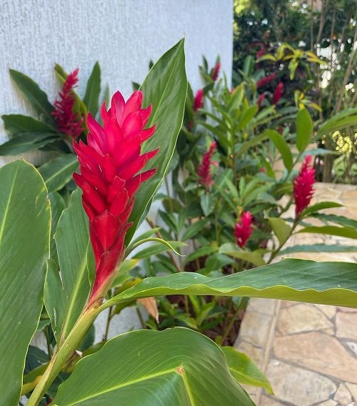 Red Ginger Plant 1