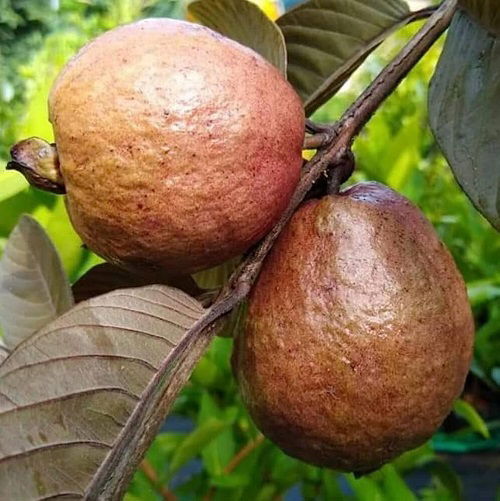 top Best Red and Pink Guava Varieties