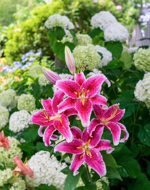 Stargazer Lily Meaning 1