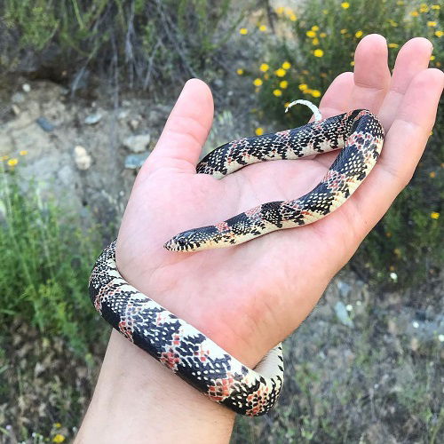 Gorgeous White-Striped Black Snakes