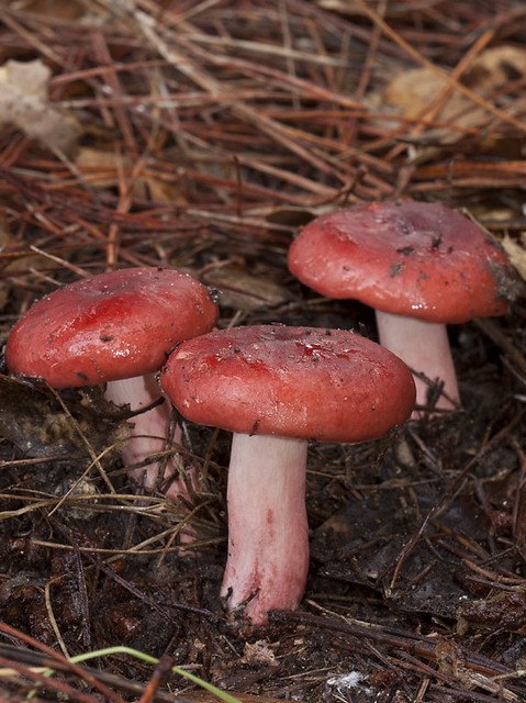 Red Mushrooms 9