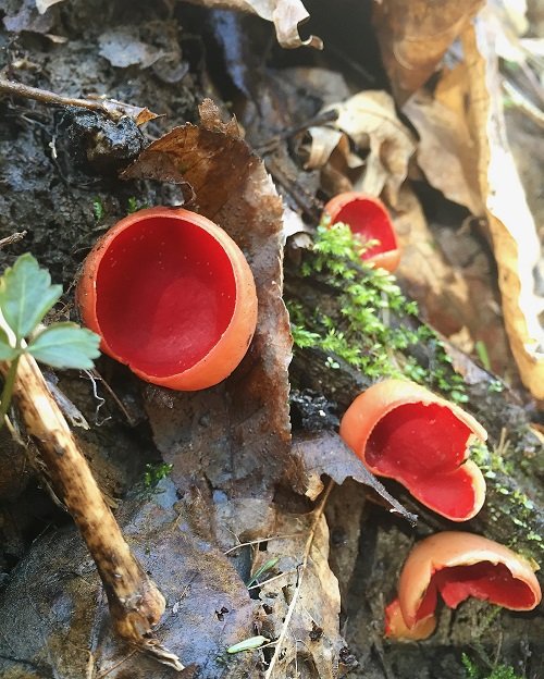 Red Mushrooms 5