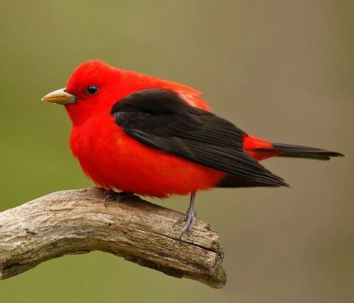 Red Birds of Texas 3