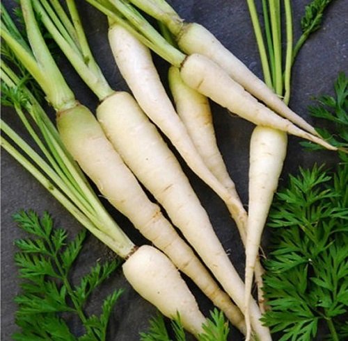 White Carrot Varieties 2