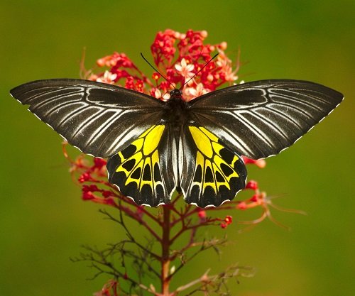 Black and Yellow Butterfly 21