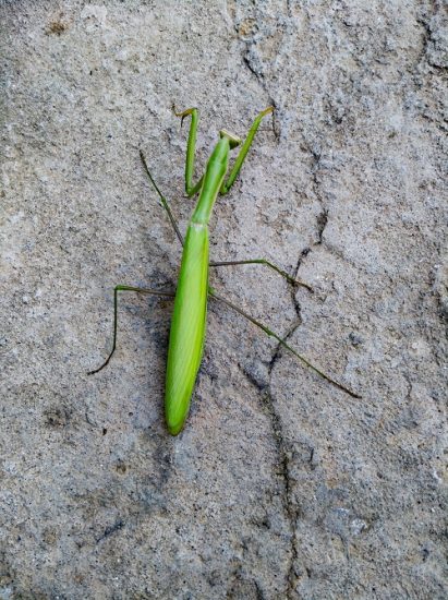 18 Different Types Of Praying Mantis You Can Spot In The Garden