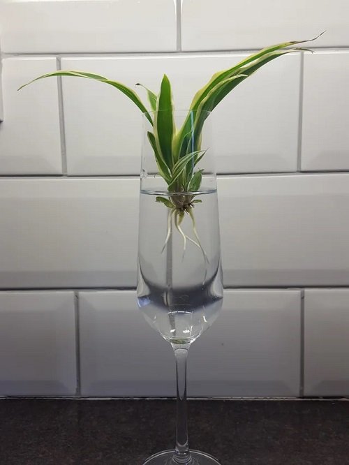 Indoor Plants You Can Grow in Wine Glasses 7