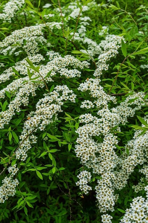 Plants with Clusters of Tiny White Flowers 3