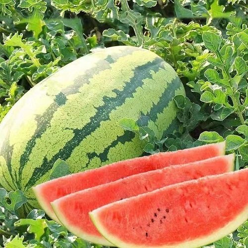 Sweetest Watermelon Varieties 10