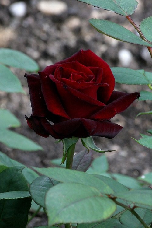 Black Rose Varieties and Types
