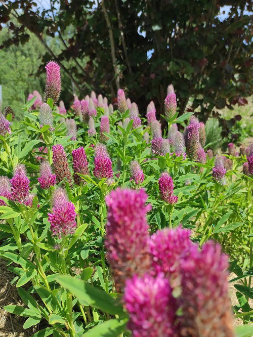 Kinds of Pink Garden Flowers 