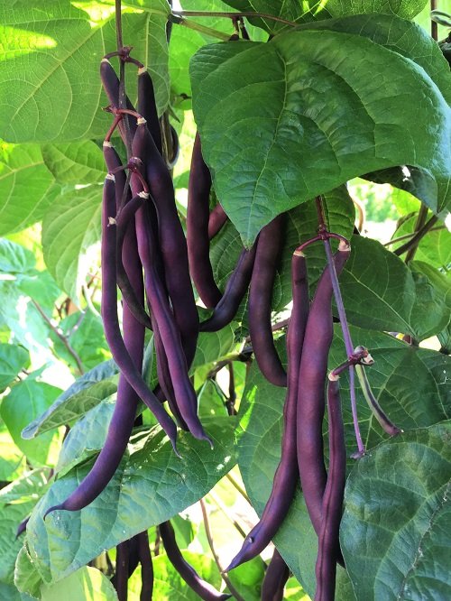 Purple Beans 6