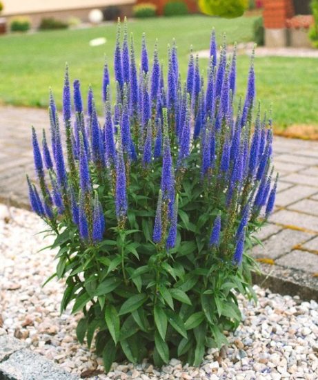 Salvia Vs Veronica All The Differences Balcony Garden Web