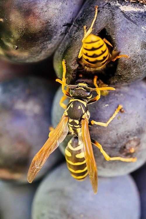 Wasp vs Yellow Jacket 1