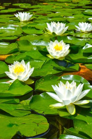 Water Lily Vs Lotus Flower All The Differences Balcony Garden Web 