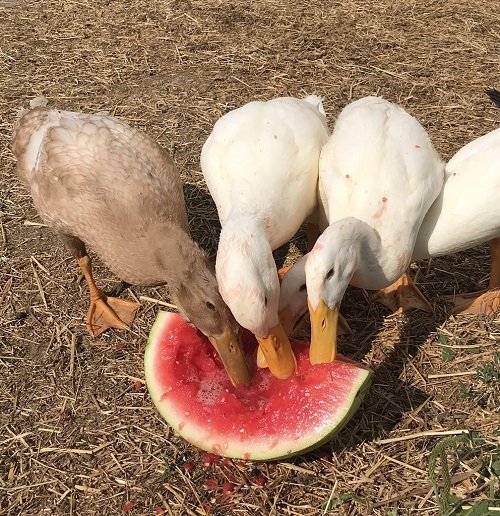 Can Ducks Eat Watermelon 3