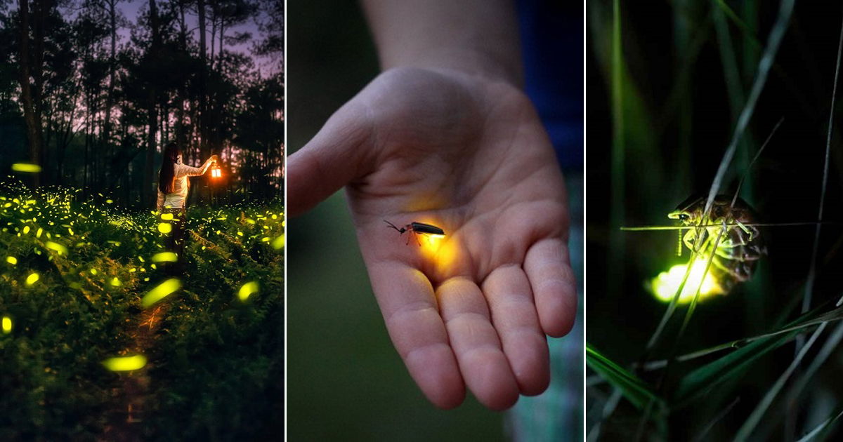 what-does-it-mean-when-you-see-a-firefly-spiritual-meaning-balcony