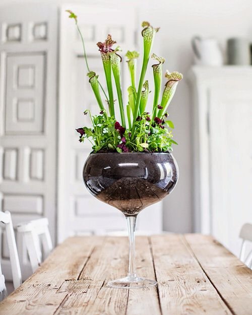 Indoor Plants You Can Grow in Wine Glasses 9