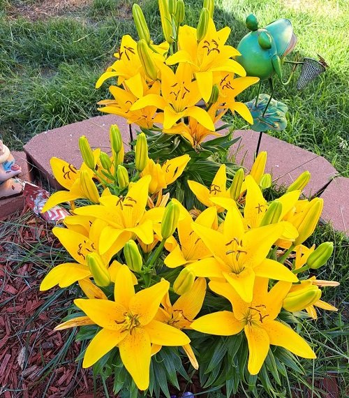 Types of Yellow Lilies