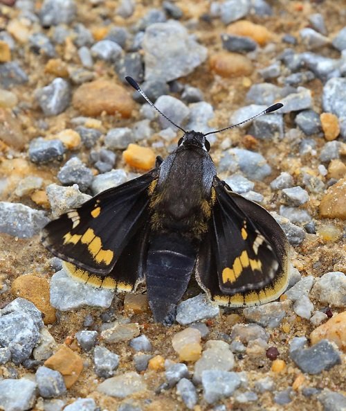 Black and Yellow Butterfly 27