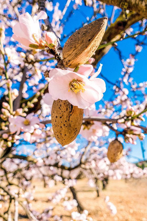 almonds and flowers on almond tree