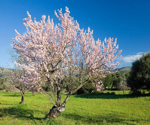 Almond tree growing in garden
