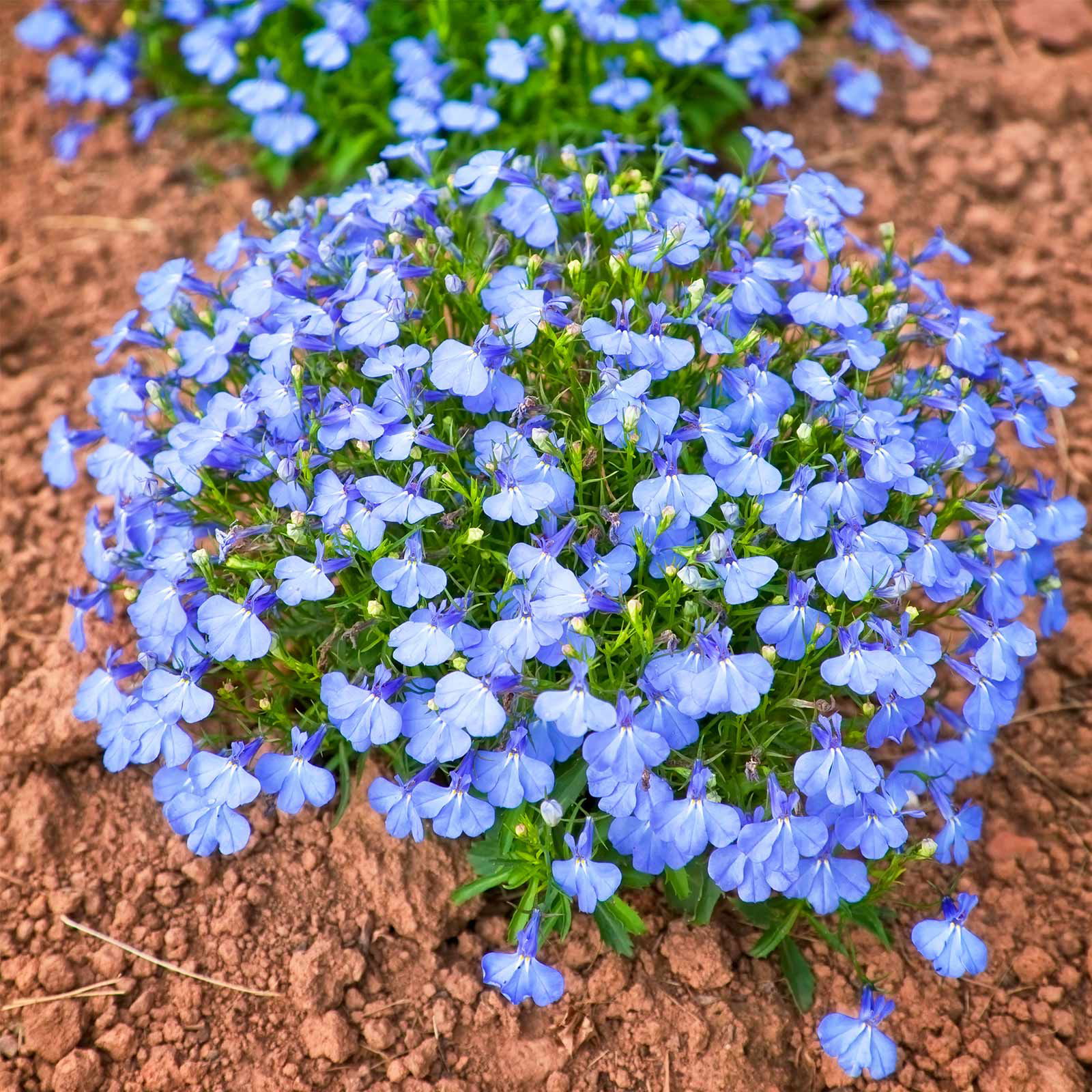 17 Plants that Bloom Instantly After Planting | Balcony Garden Web