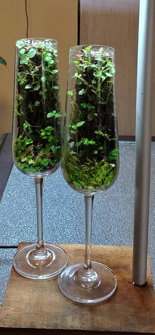 Indoor Plants You Can Grow in Wine Glasses 5