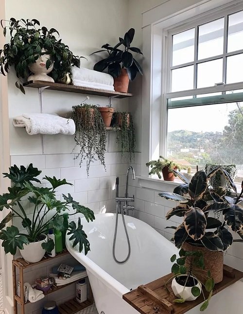 Rainforest Plants to Grow in Bathroom 1