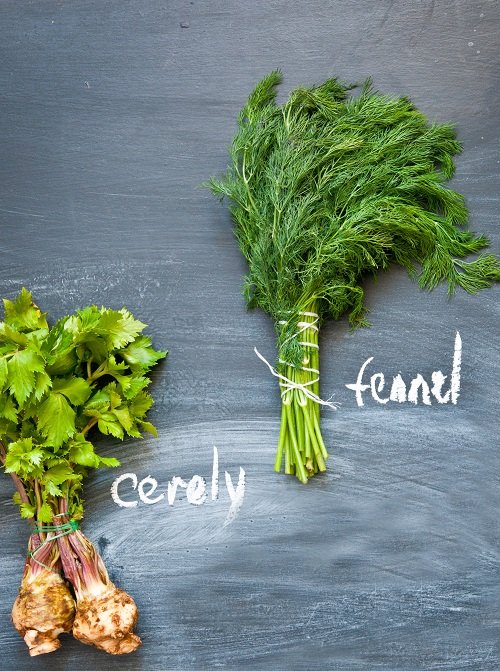 Fennel vs Celery 2