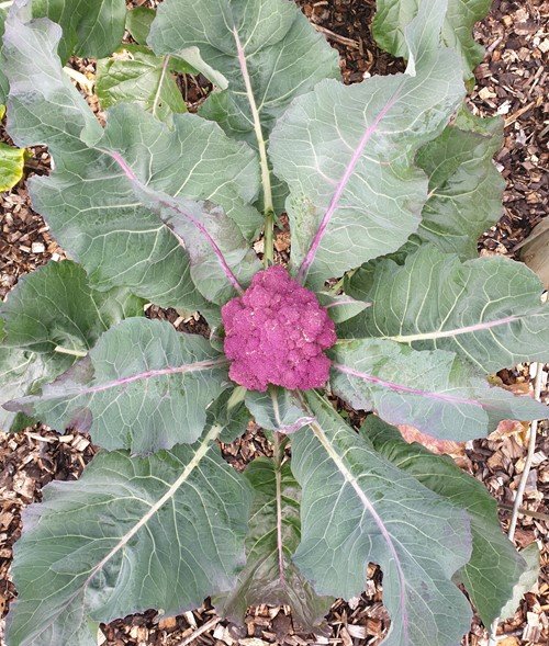 Purple Cauliflower 10