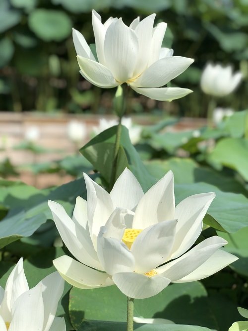 Water Lily vs. Lotus Flowers 2