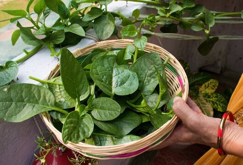 Malabar Spinach Benefits 2