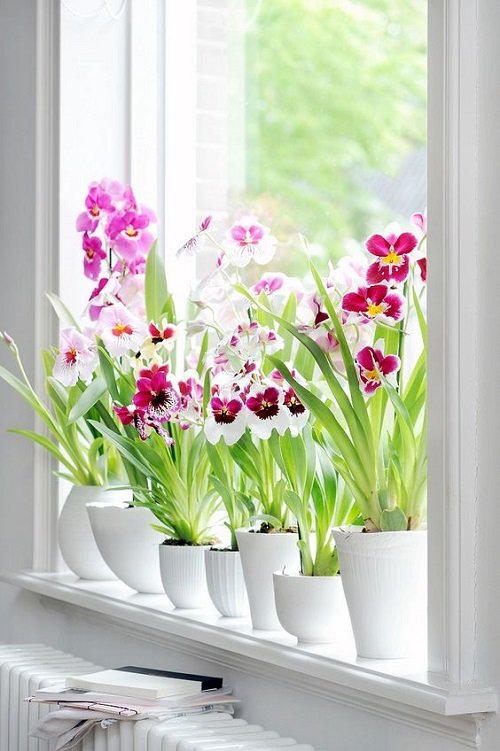 Do Orchids Need Sunlight 1