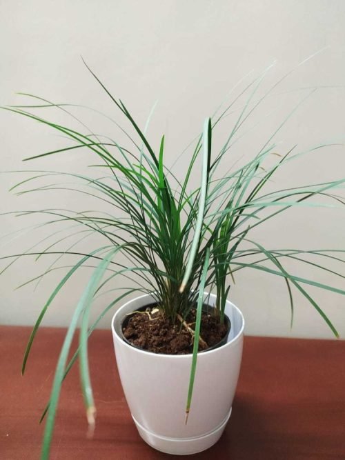 Indoor Grass Plants 11