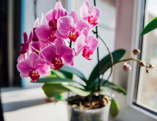 Orchids Need Sunlight
