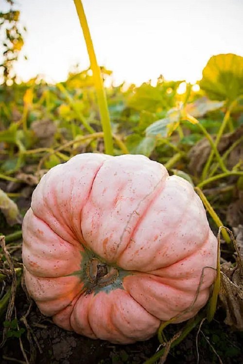 Pink Pumpkin 1